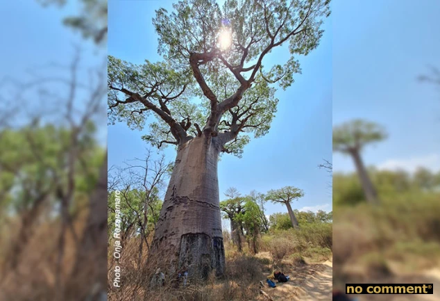 no comment - Onja Razanamaro : « Madagascar est la terre d’origine des baobabs »