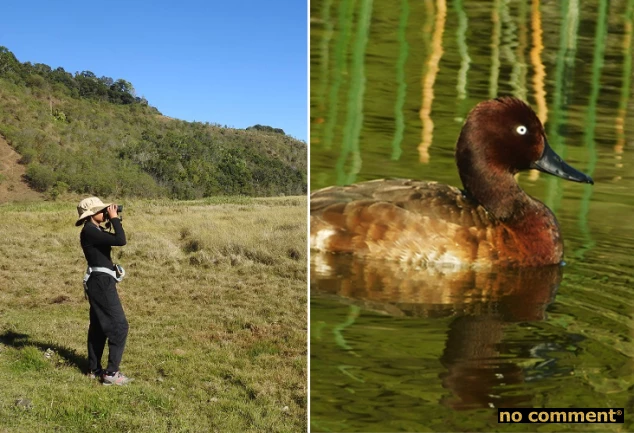 no comment - Aire Protégée Bemanevika : Un écrin de biodiversité à Madagascar