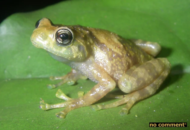 no comment - Grenouille diamant, grenouille heureuse… J’y croâ pas !