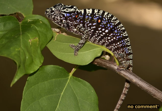 no comment - On a retrouvé le caméléon Voeltzkow !