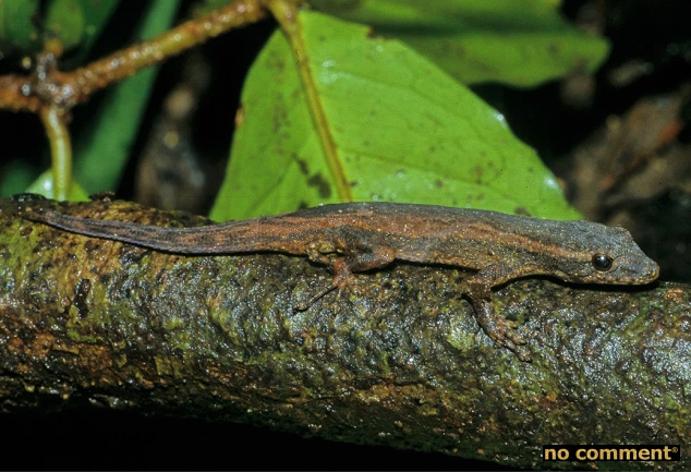 no comment - Geckos Lygodactylus : Tout mini, tout mimi !