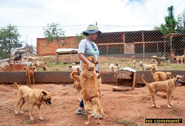 no comment - Gasy Animal Aid : Une seconde chance pour les toutous