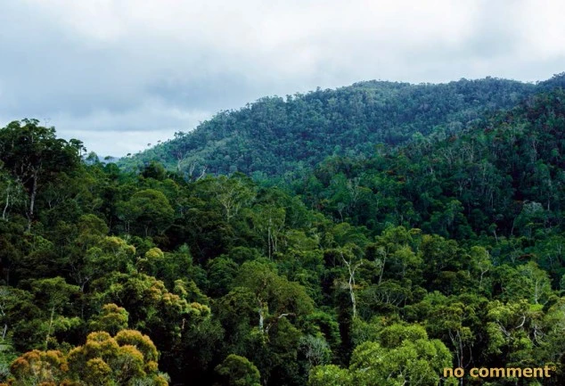 no comment - Volana Raveloson « 44% de nos forêts ont disparu sur les 60 dernières années »