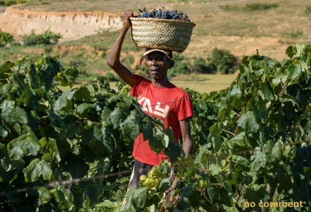 no comment - Laëtitia Chan « Faire du vin à Madagascar est atypique »